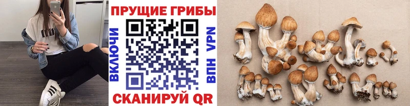 Галлюциногенные грибы Cubensis Красный Сулин